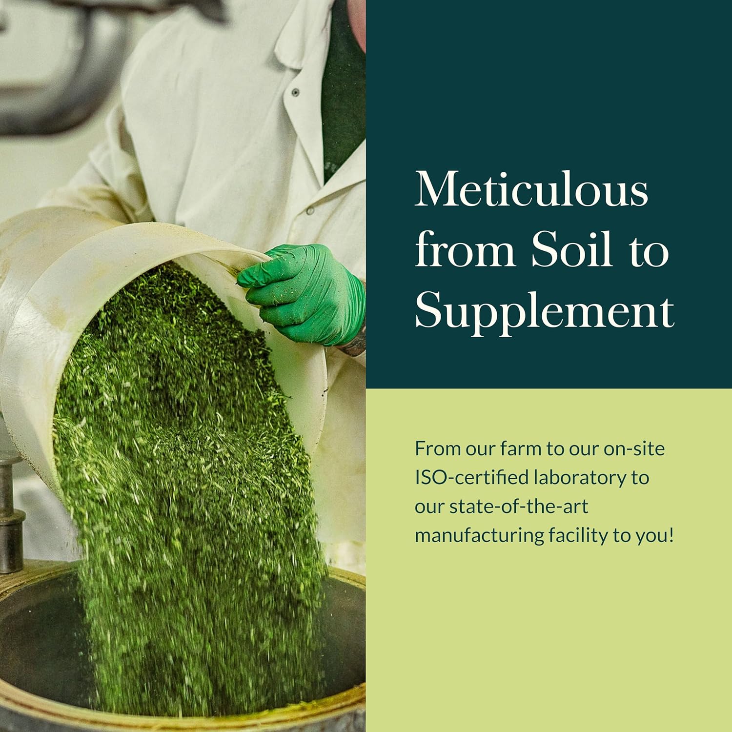 Ashwagandha para Estrés e Inmunidad – Gaia Herbs