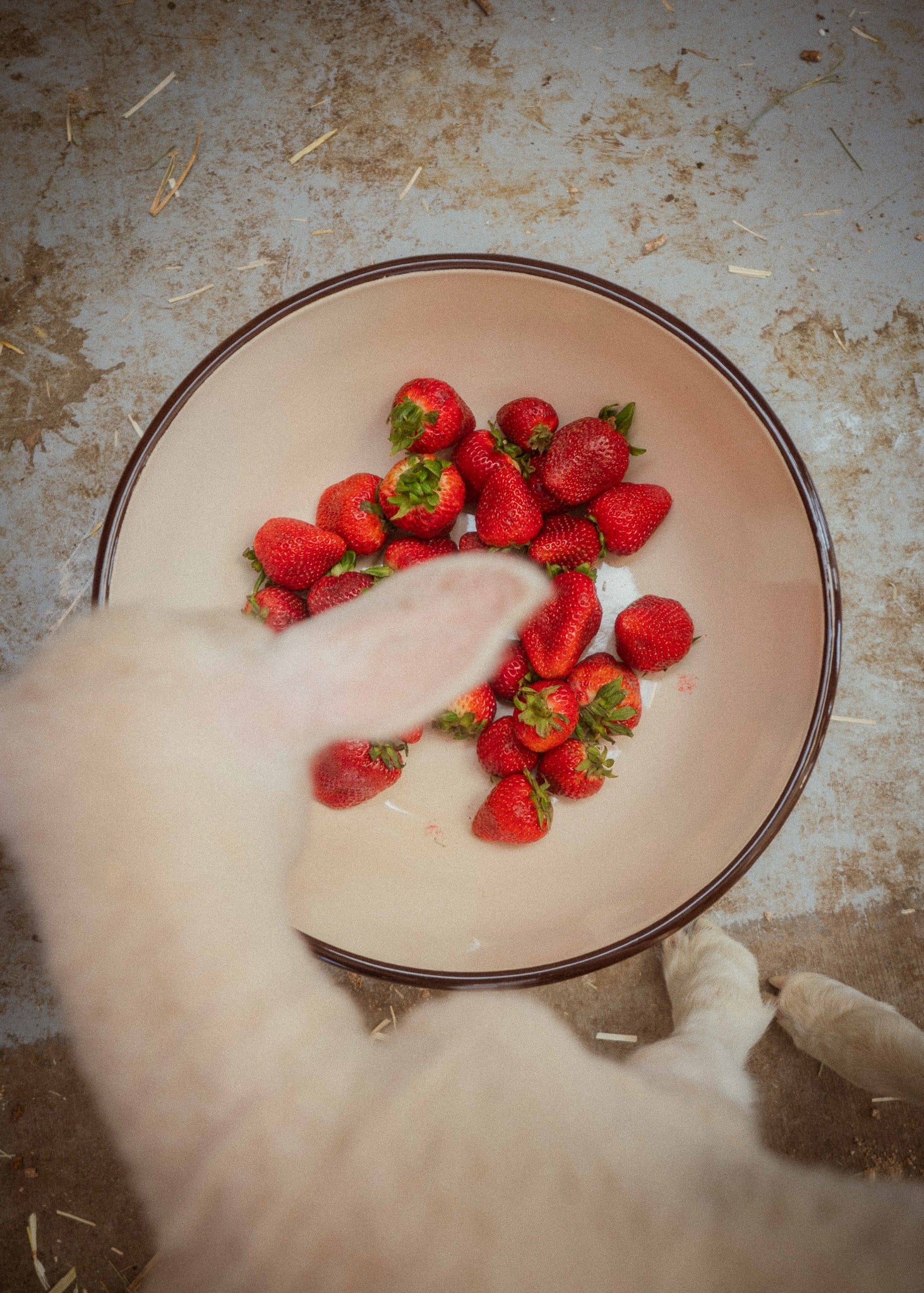 Farmer Protein Powder - Ballerina Farm